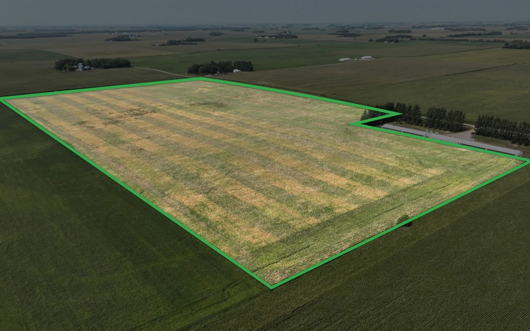 75.40± Acre Farm Auction – Faribault County