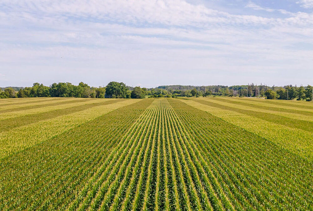 What to Expect When Auctioning Your Farmland: A Step-by-Step Guide