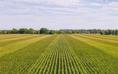 What to Expect When Auctioning Your Farmland: A Step-by-Step Guide