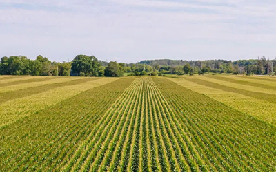 What to Expect When Auctioning Your Farmland: A Step-by-Step Guide