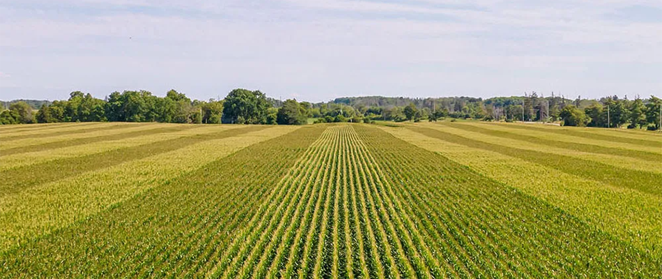 What to Expect When Auctioning Your Farmland