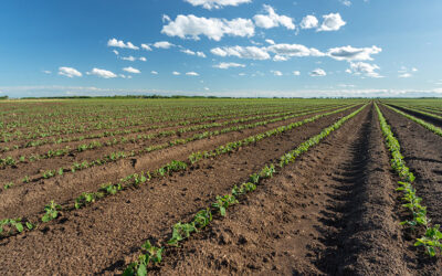 May 2026 Southern Minnesota Farmland Market Update