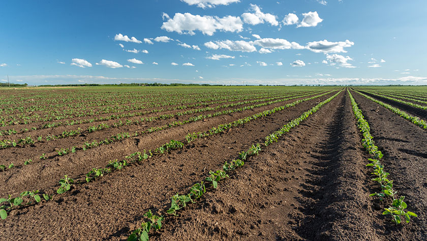 May 2026 Southern Minnesota Farmland Market Update May 2026 Southern Minnesota Farmland Market Update